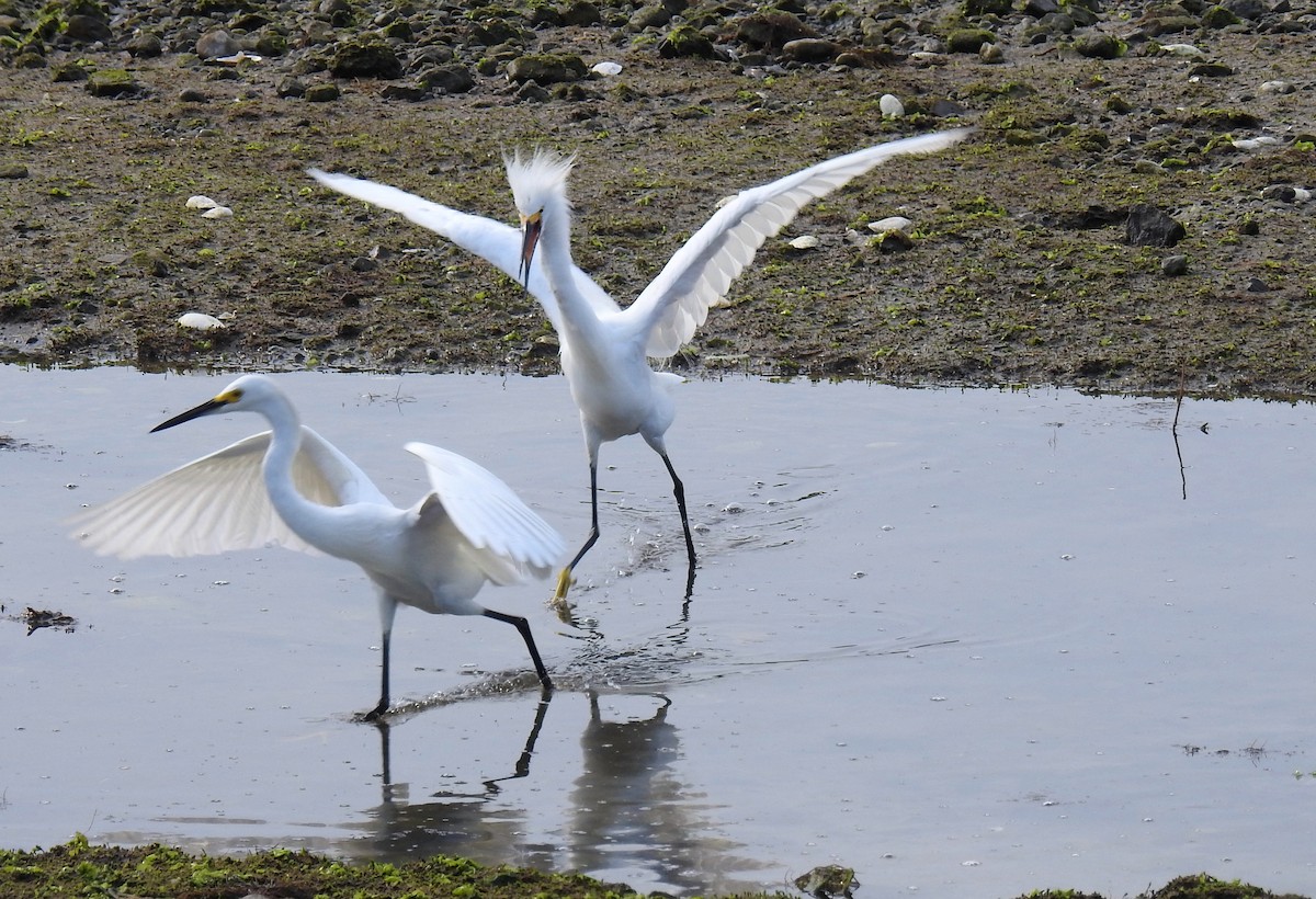 Snowy Egret - ML622140100