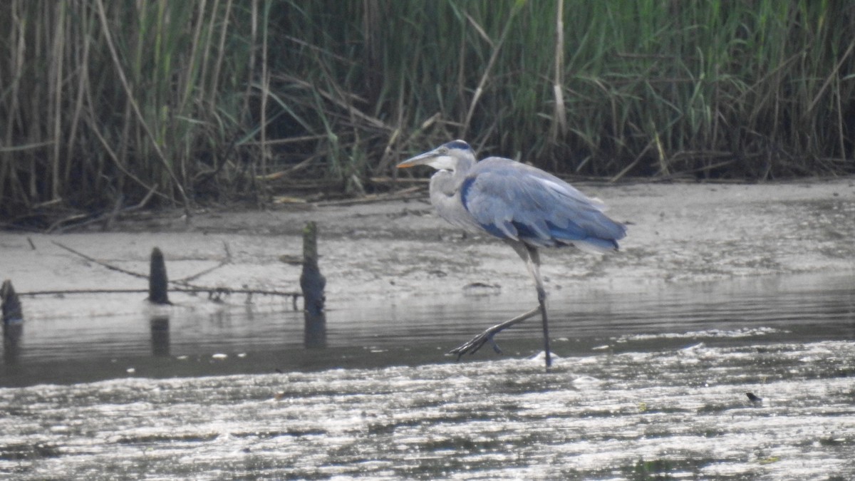 Great Blue Heron - ML622140103