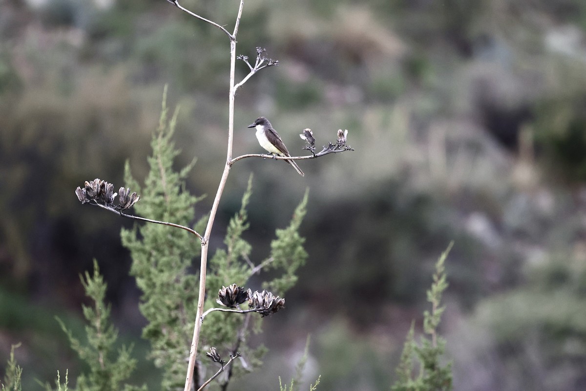 Thick-billed Kingbird - ML622140105