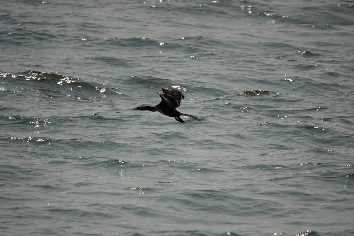 Long-tailed Cormorant - ML622140106