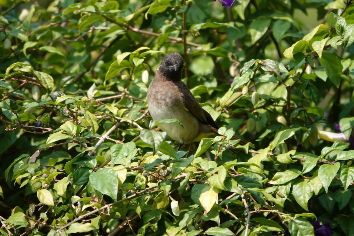 Common Bulbul - ML622140107