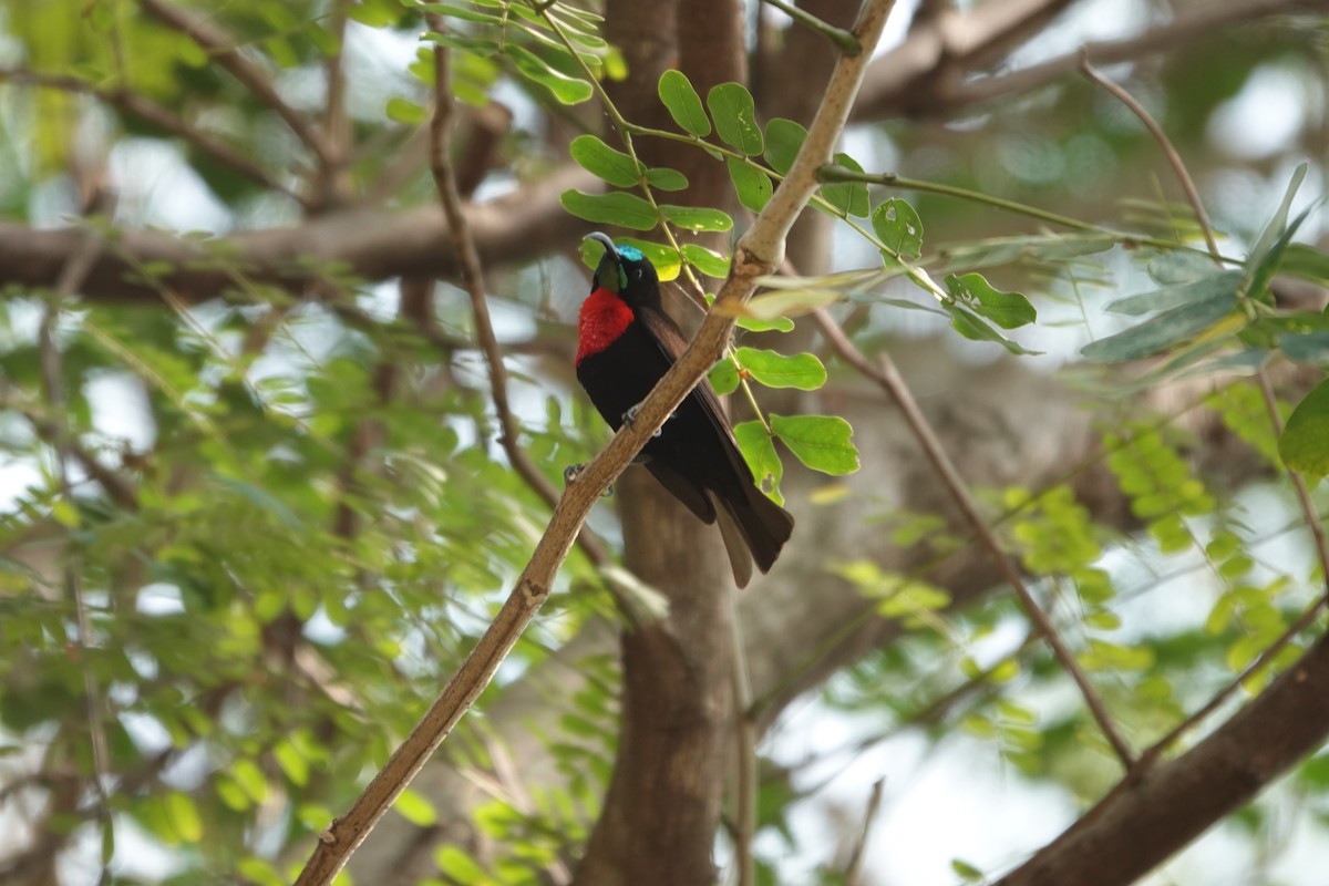 Scarlet-chested Sunbird - ML622140108
