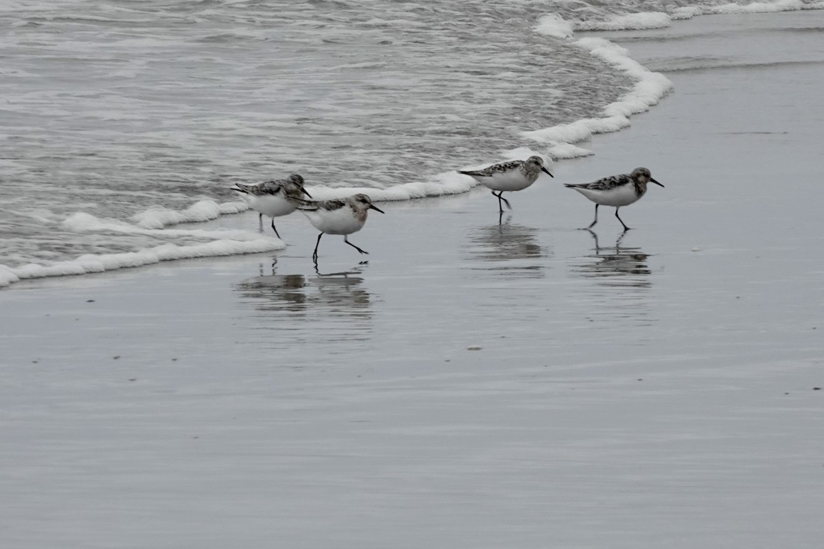 Bécasseau sanderling - ML622140168