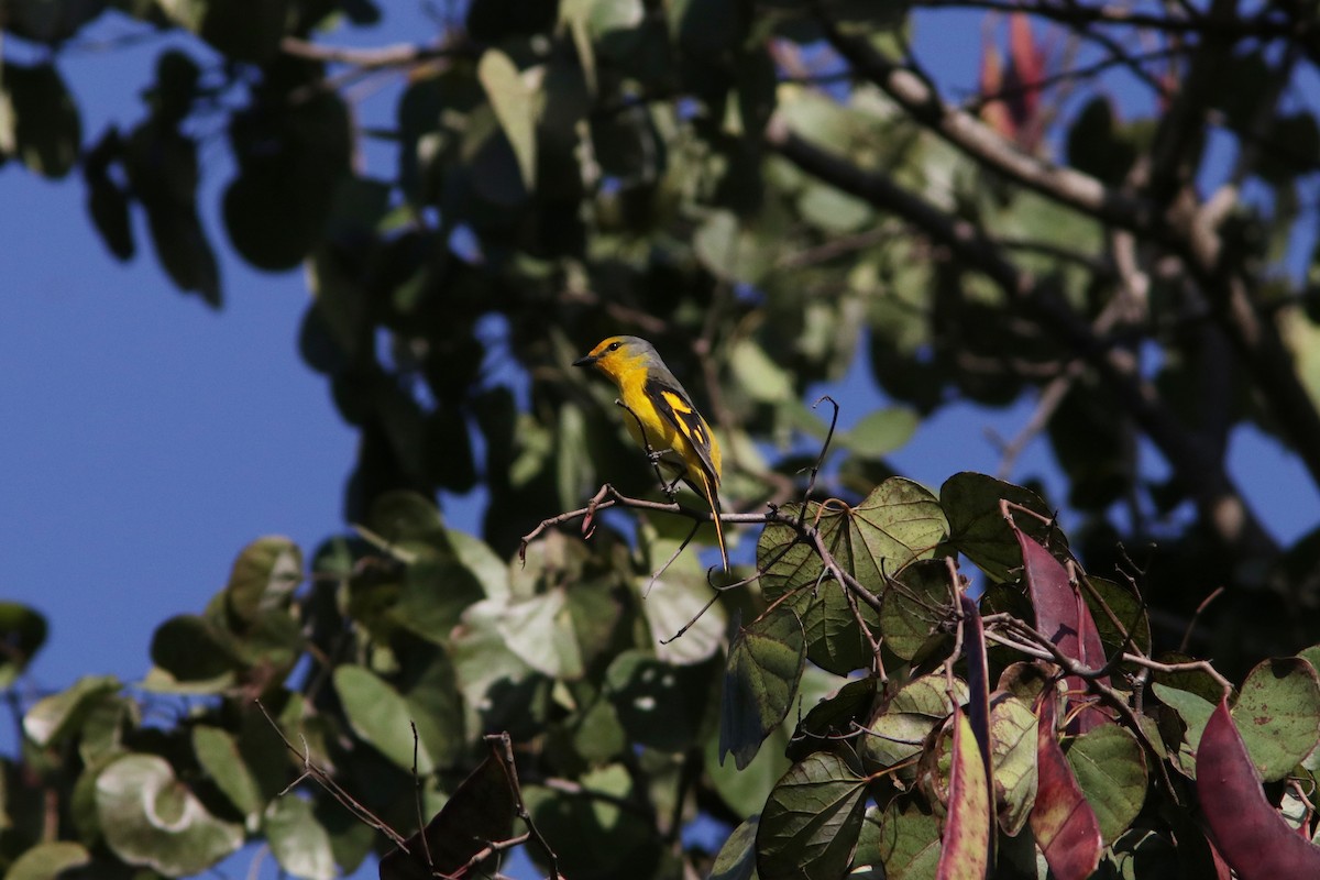 Minivet écarlate - ML622140198