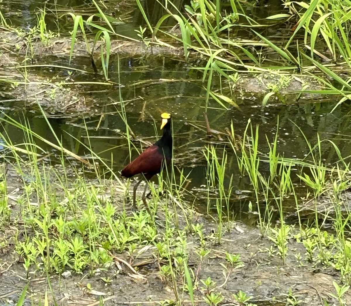 Northern Jacana - Evan McGuire