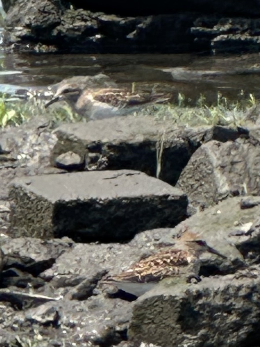 Semipalmated Sandpiper - Keith Lea