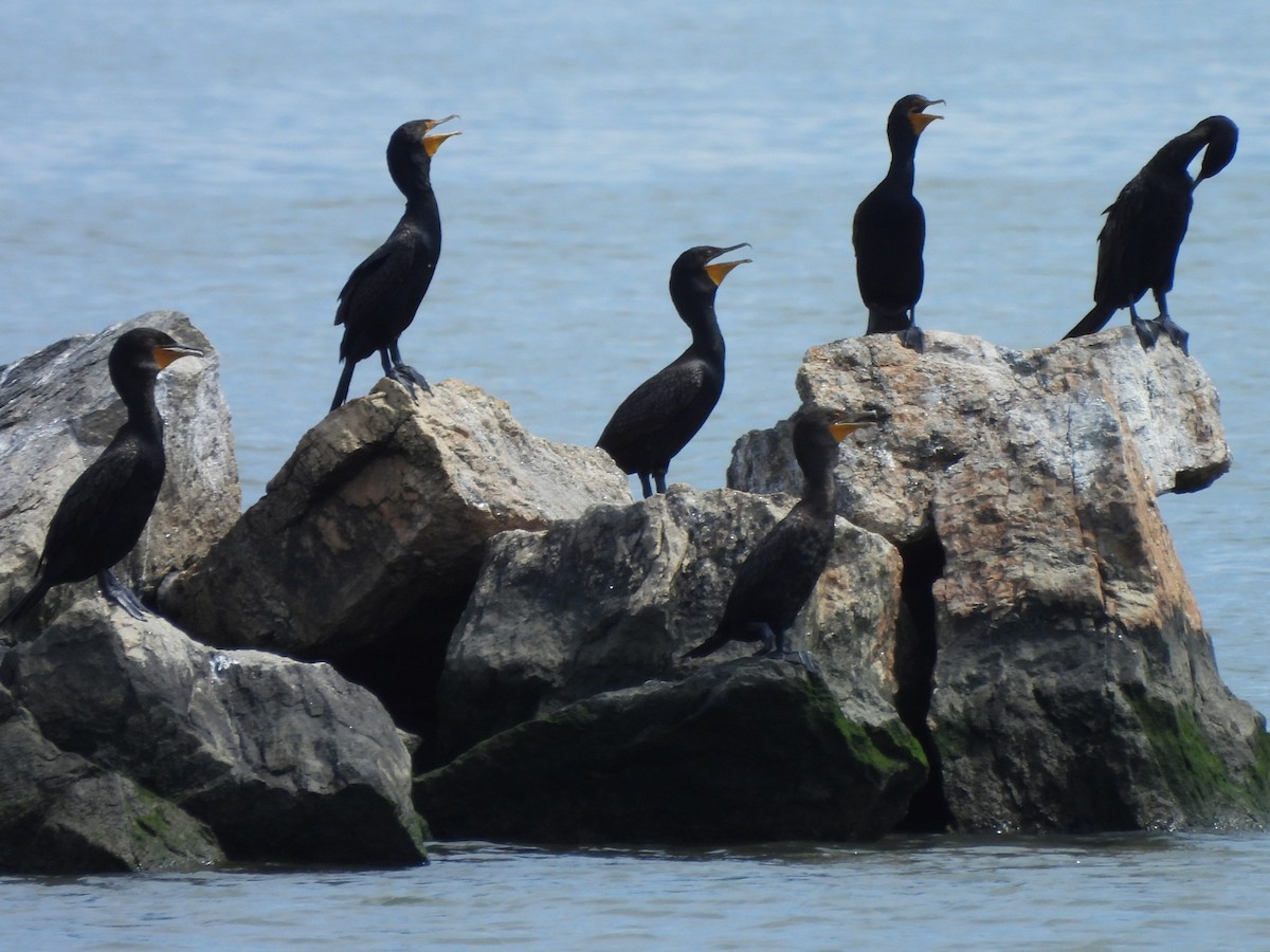 Cormoran à aigrettes - ML622140258