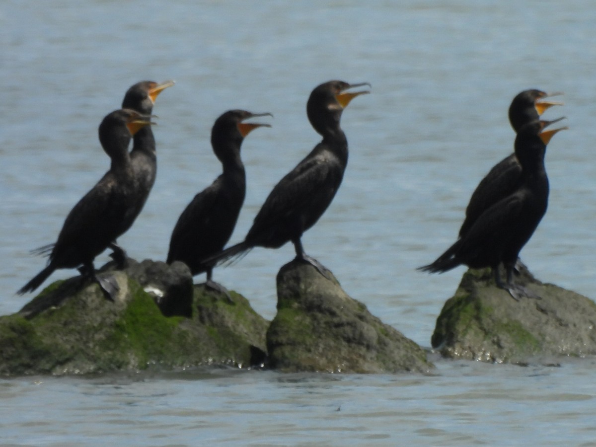 Cormoran à aigrettes - ML622140262