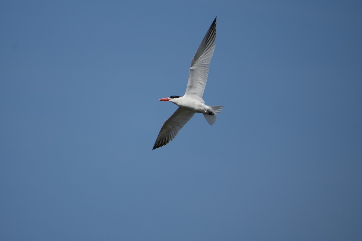 Caspian Tern - Will Cihula