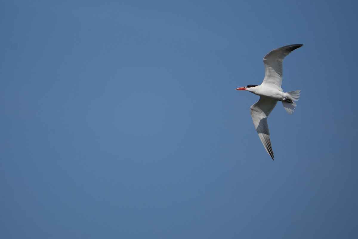 Caspian Tern - Will Cihula