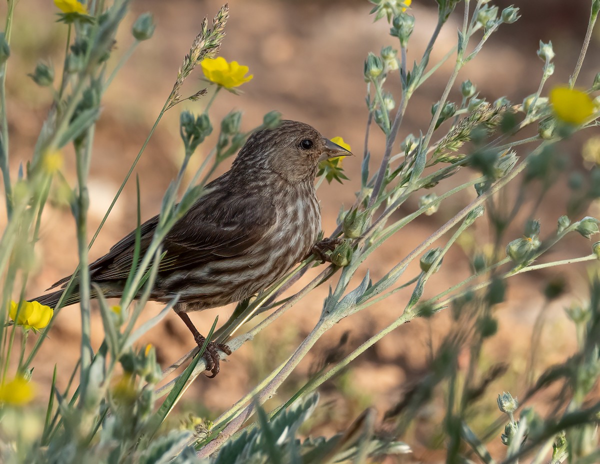 Pine Siskin - Jan Allen