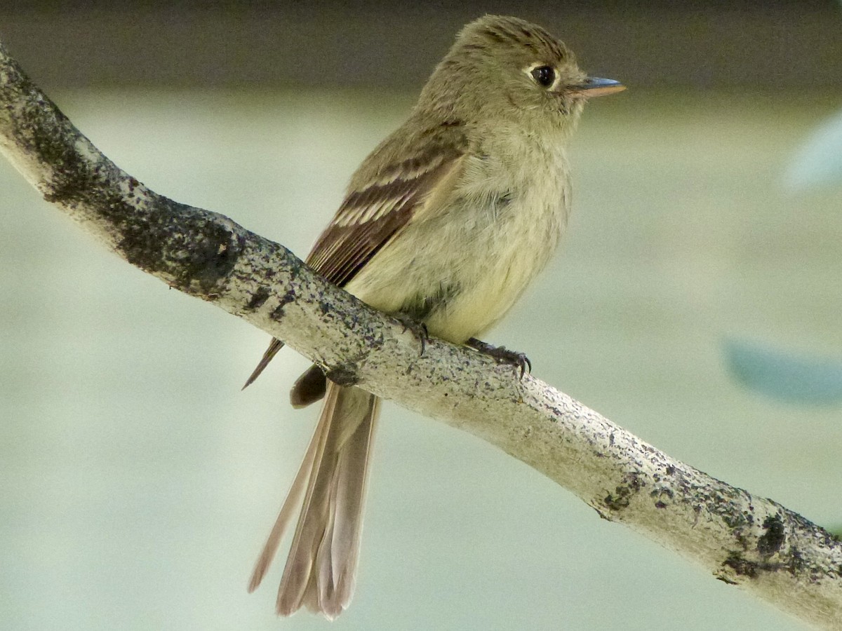 Western Flycatcher (Cordilleran) - ML622140300