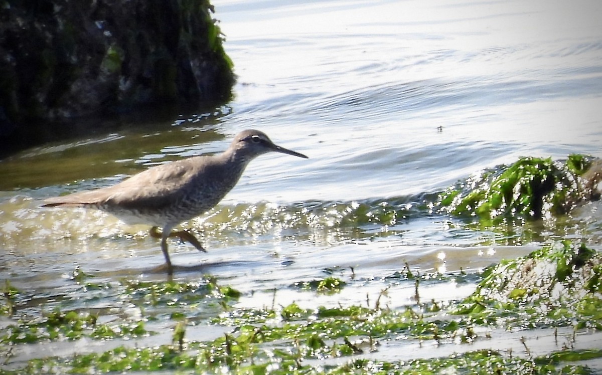 Wandering Tattler - D/P    Sanford