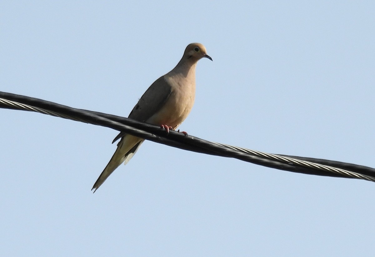 Mourning Dove - ML622140325