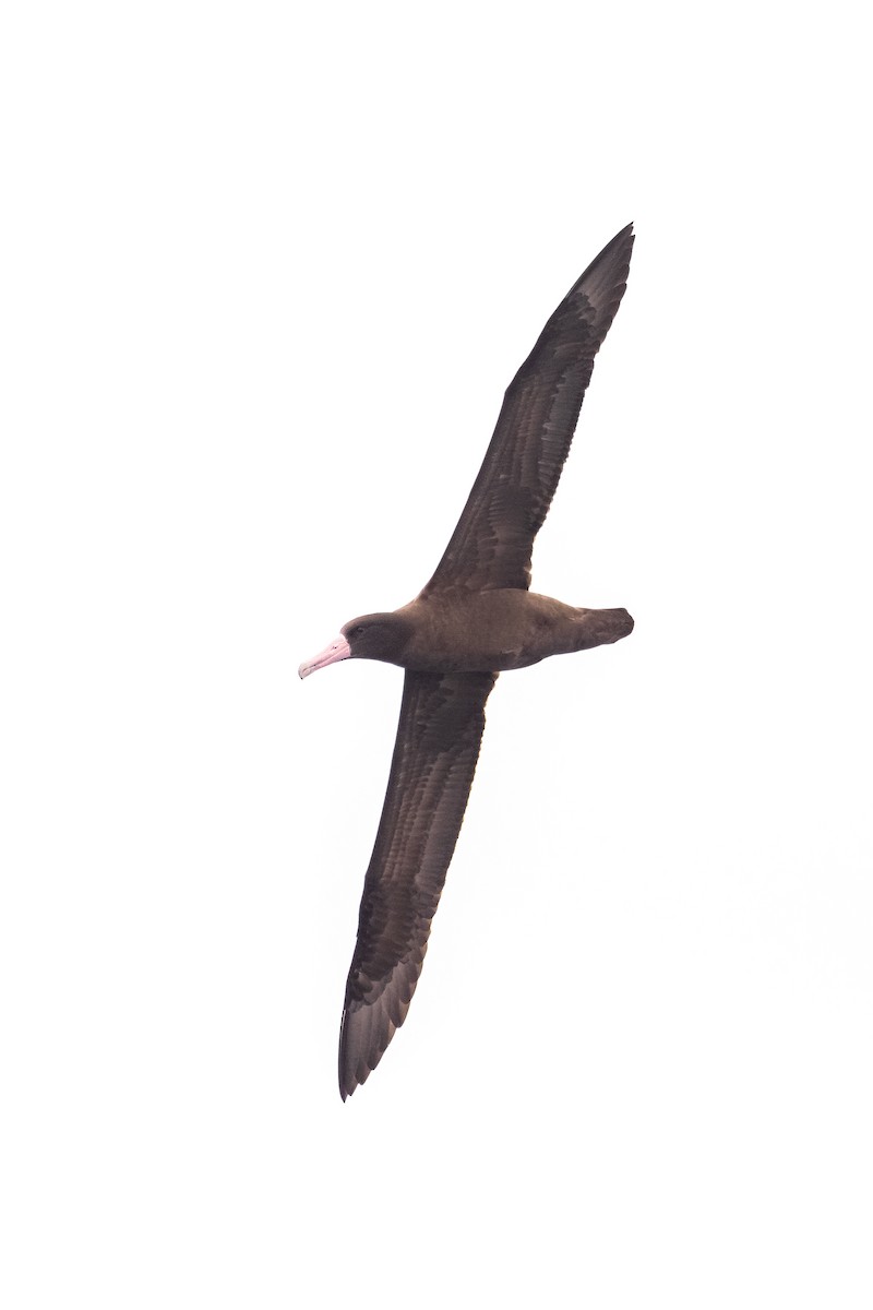 Short-tailed Albatross - ML622140331