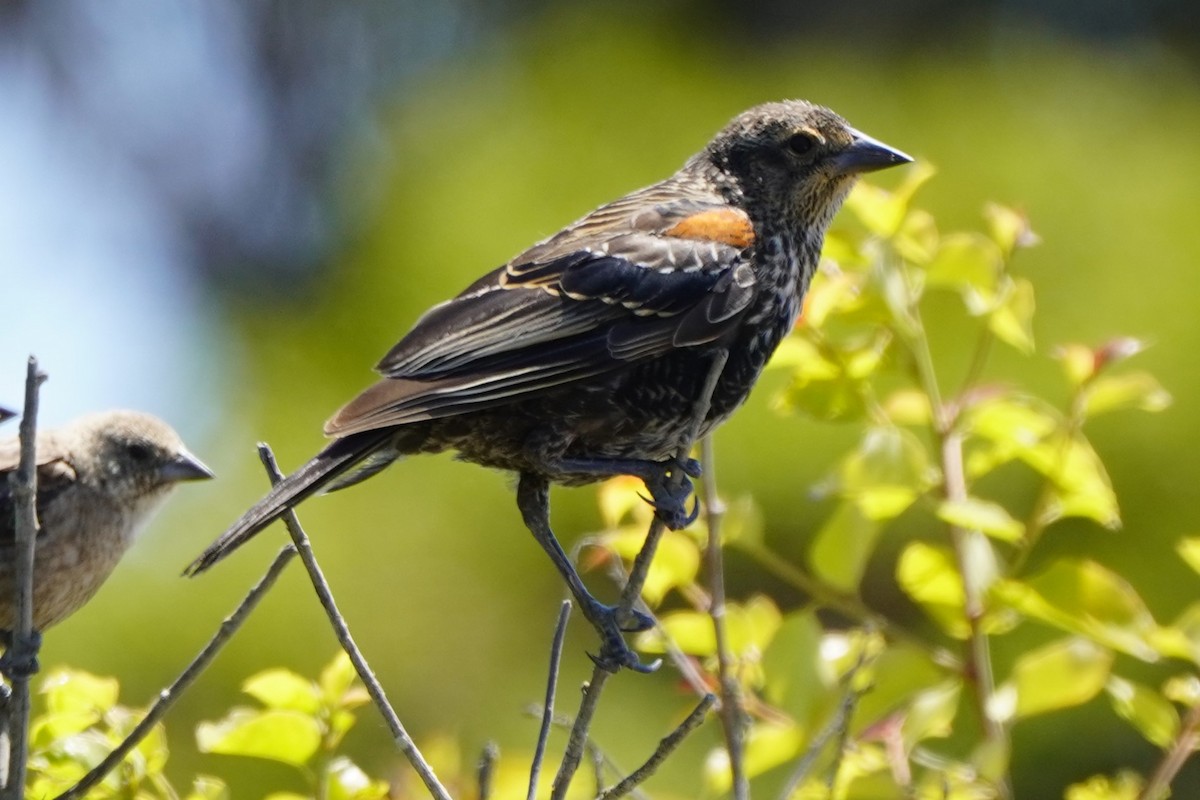 Red-winged Blackbird - ML622140334