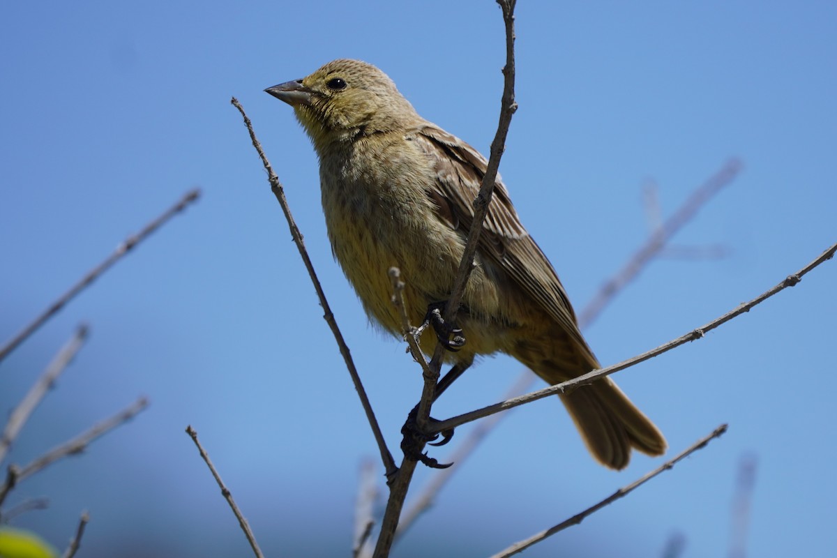 Brown-headed Cowbird - ML622140338