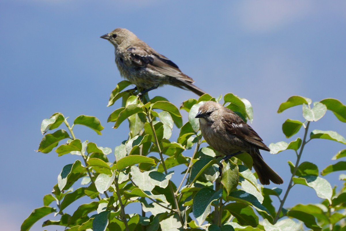 Brown-headed Cowbird - ML622140340