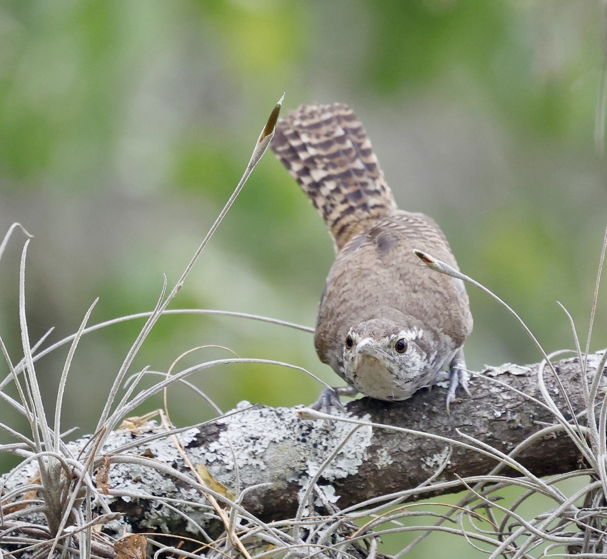 Niceforo's Wren - ML622140342