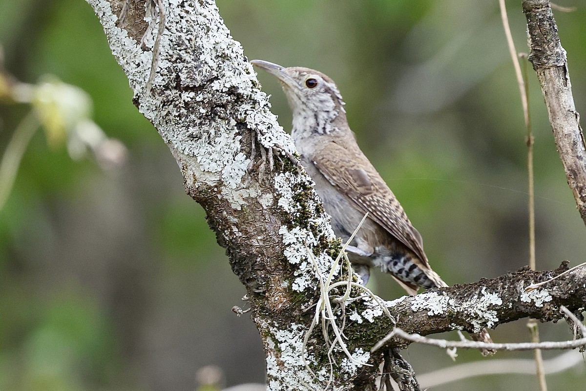 Niceforo's Wren - ML622140343