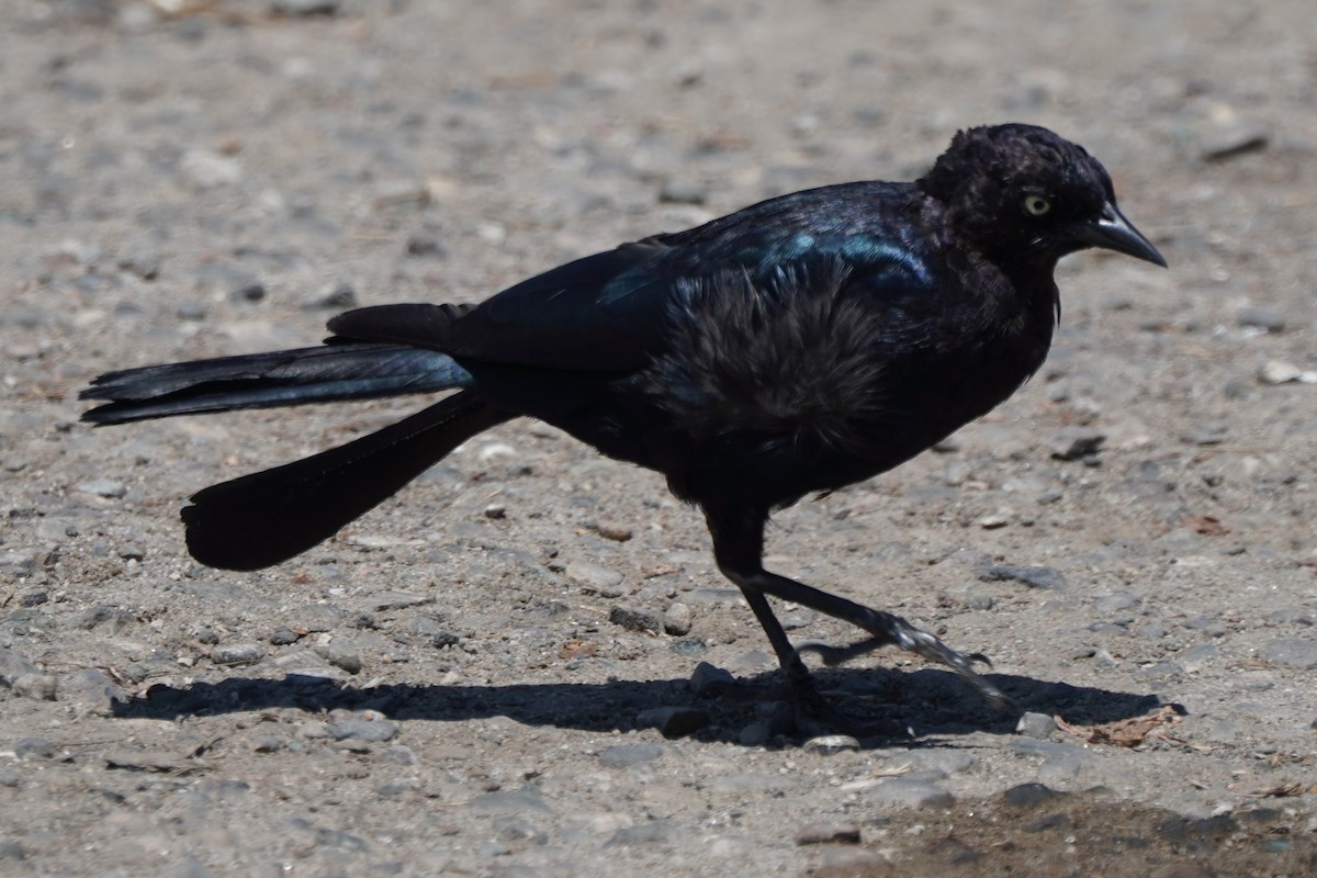 Brewer's Blackbird - ML622140347