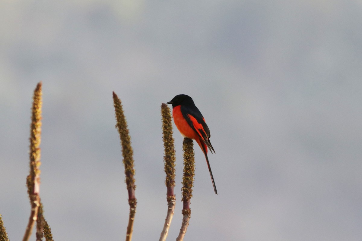 Long-tailed Minivet - Richard Dunn