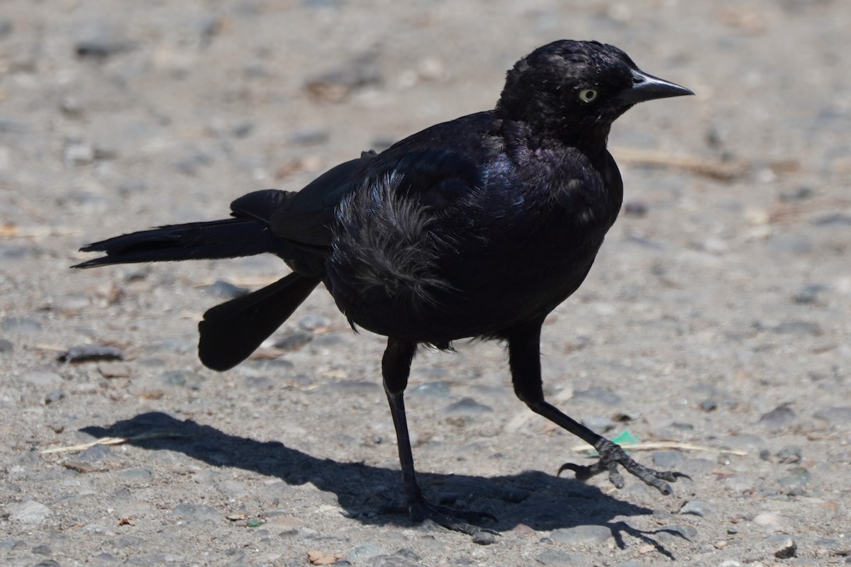 Brewer's Blackbird - ML622140351