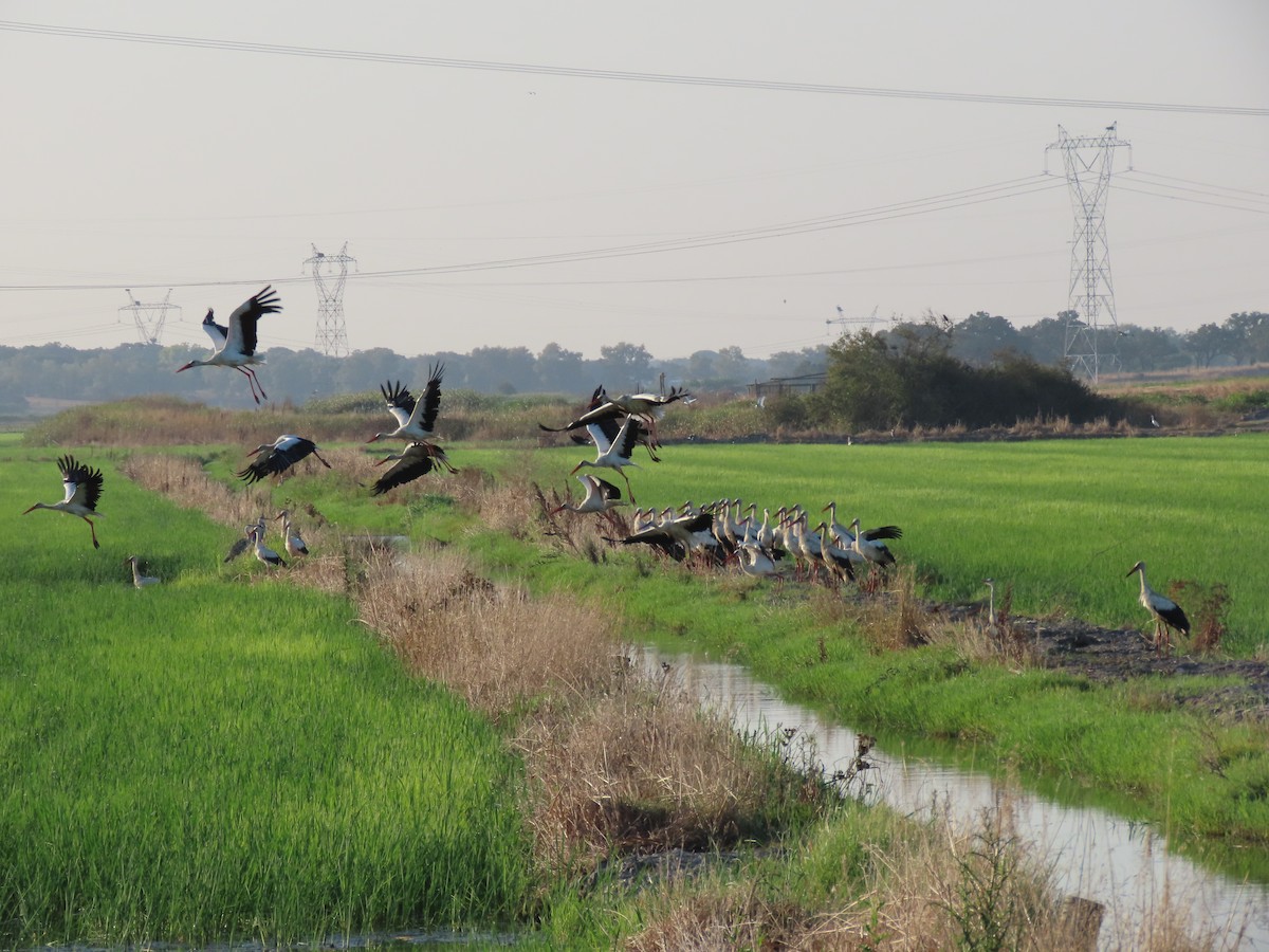 White Stork - ML622140354