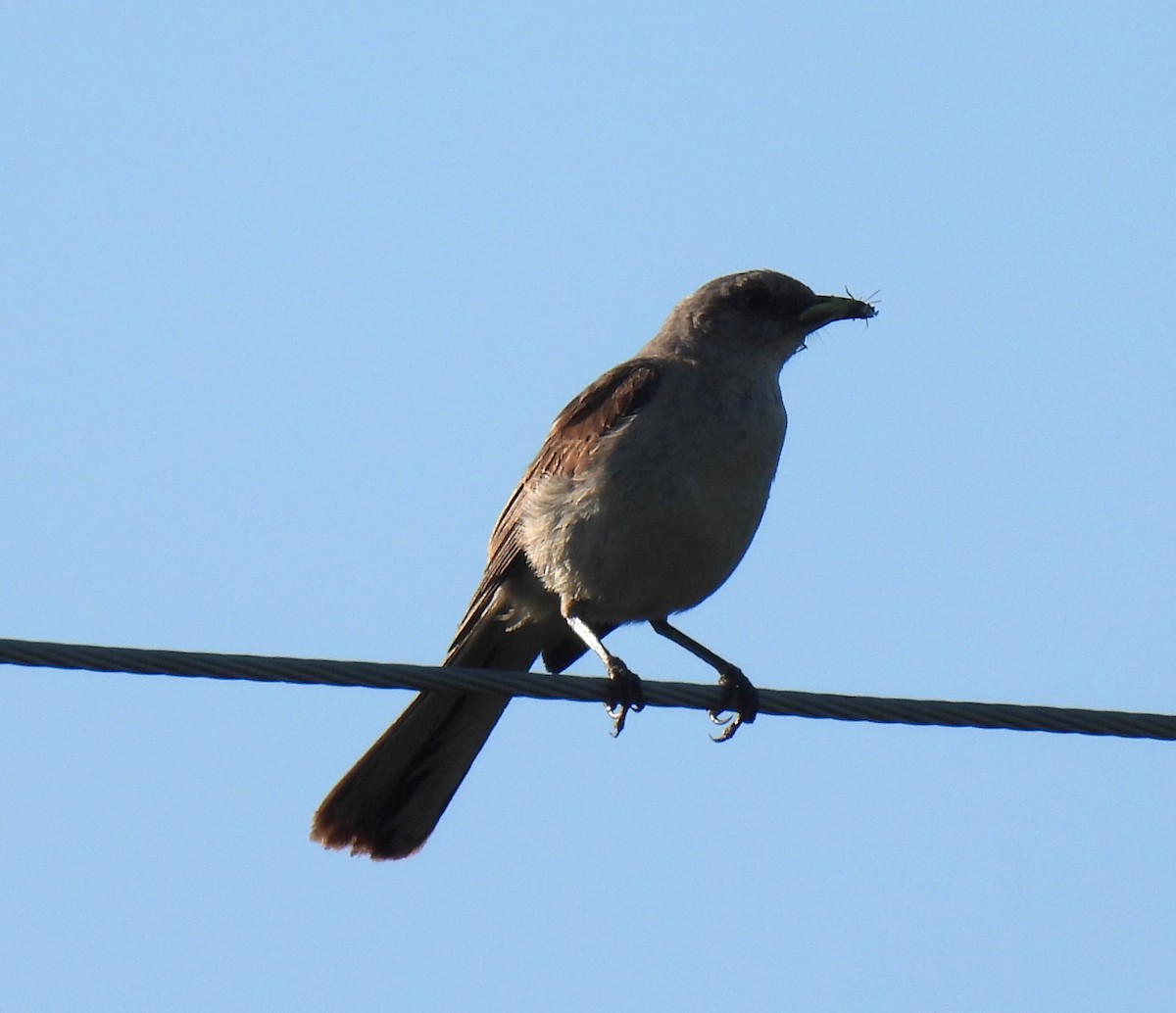 Northern Mockingbird - ML622140371