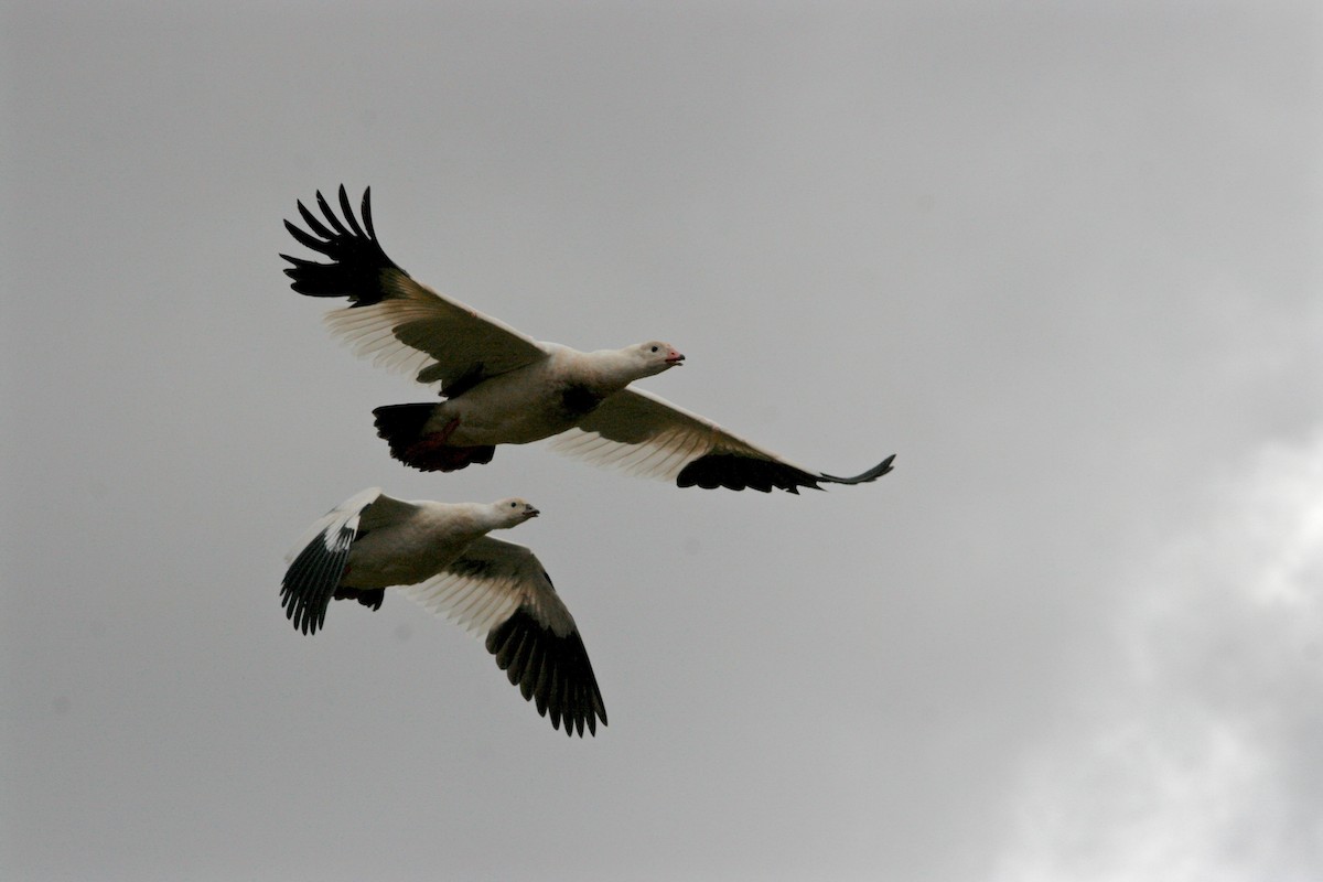 Andean Goose - Oscar Johnson