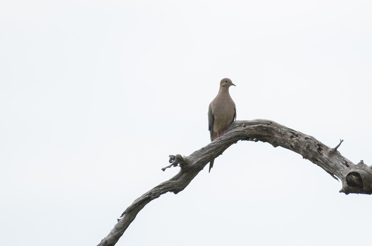 Mourning Dove - ML622140417