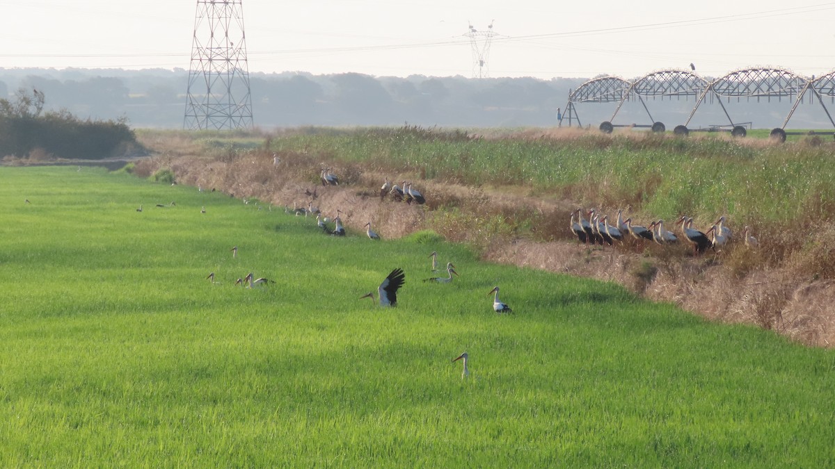 White Stork - ML622140426