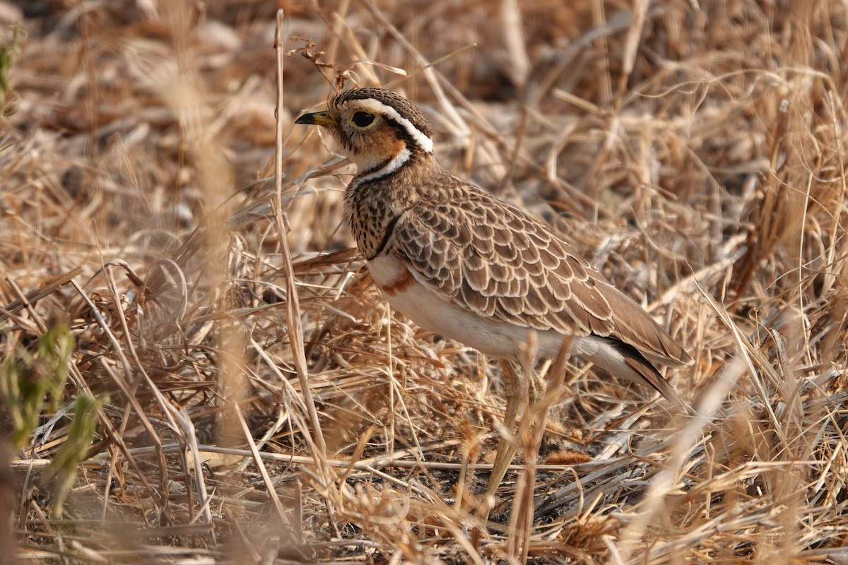 Three-banded Courser - ML622140461