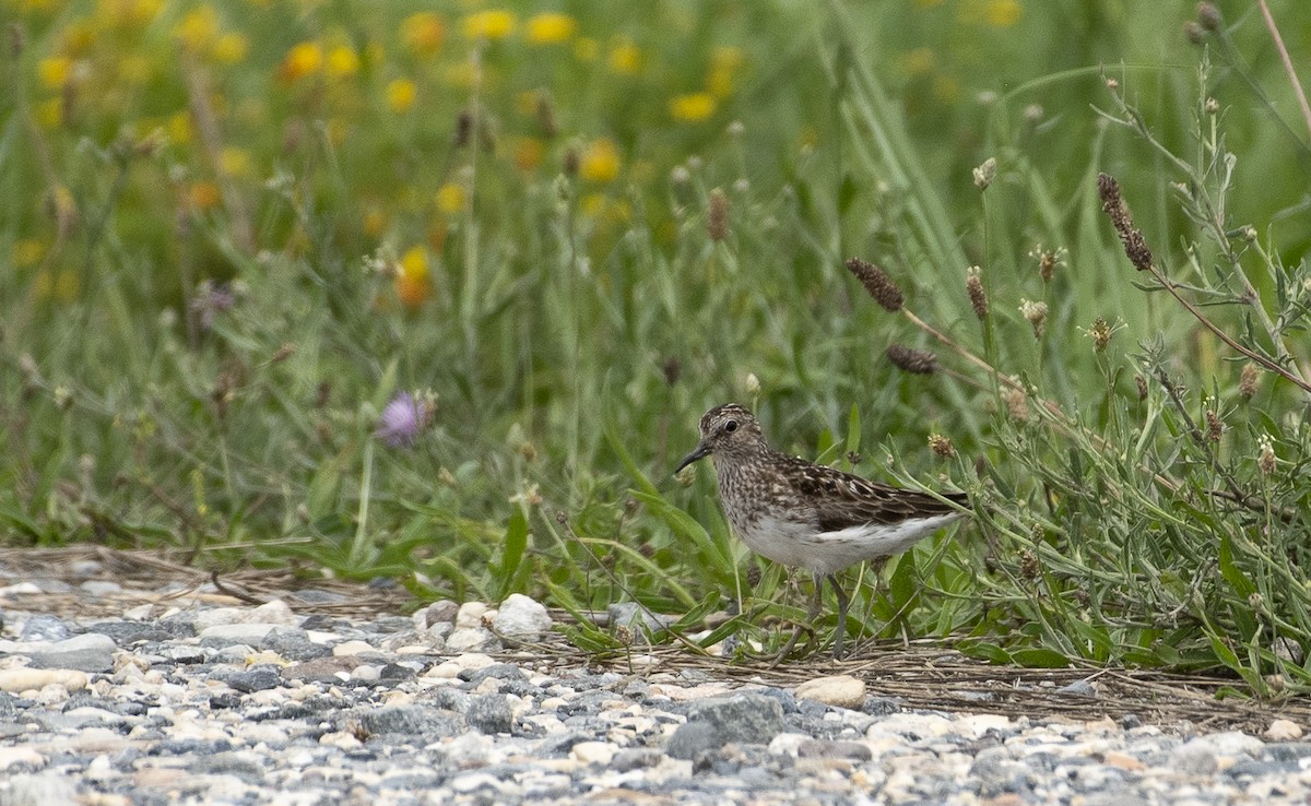 Least Sandpiper - ML622140469