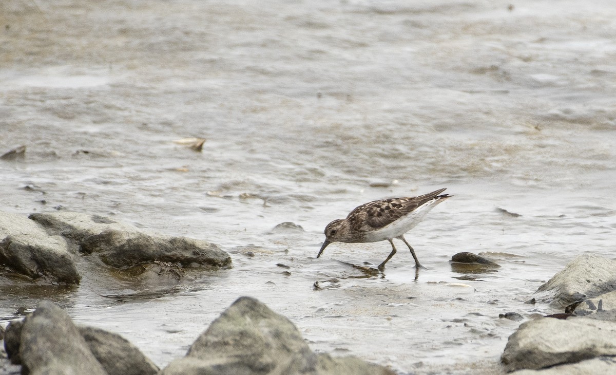 Least Sandpiper - ML622140470