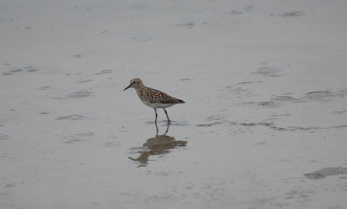 Least Sandpiper - ML622140471