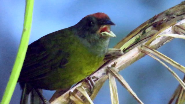 Cerquero Capirrufo - ML622140491