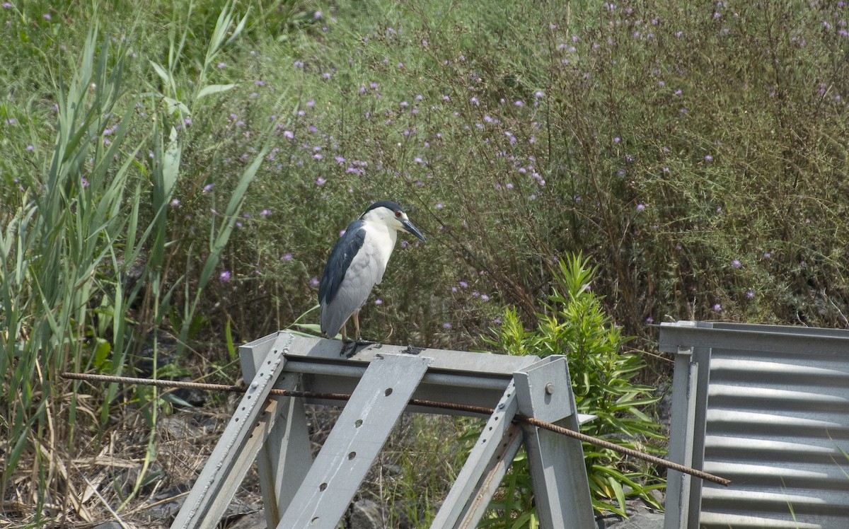 Black-crowned Night Heron - Neil DeMaster