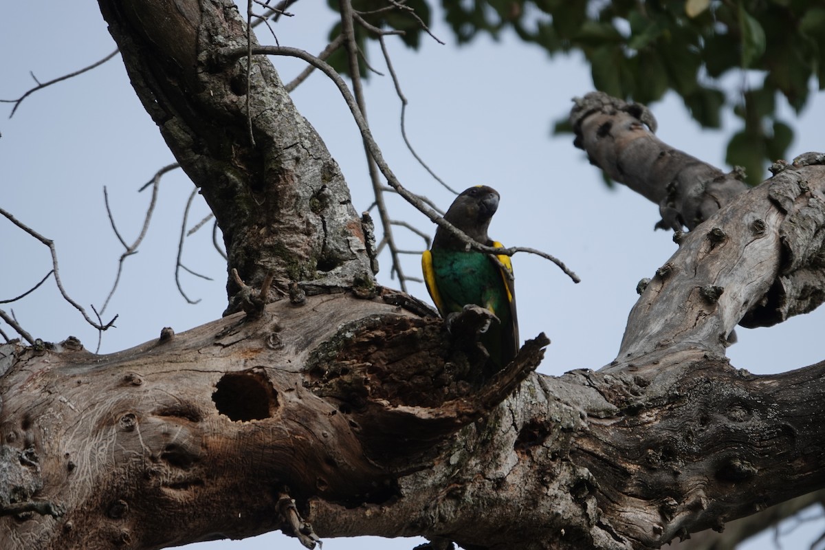 Meyer's Parrot - ML622140580