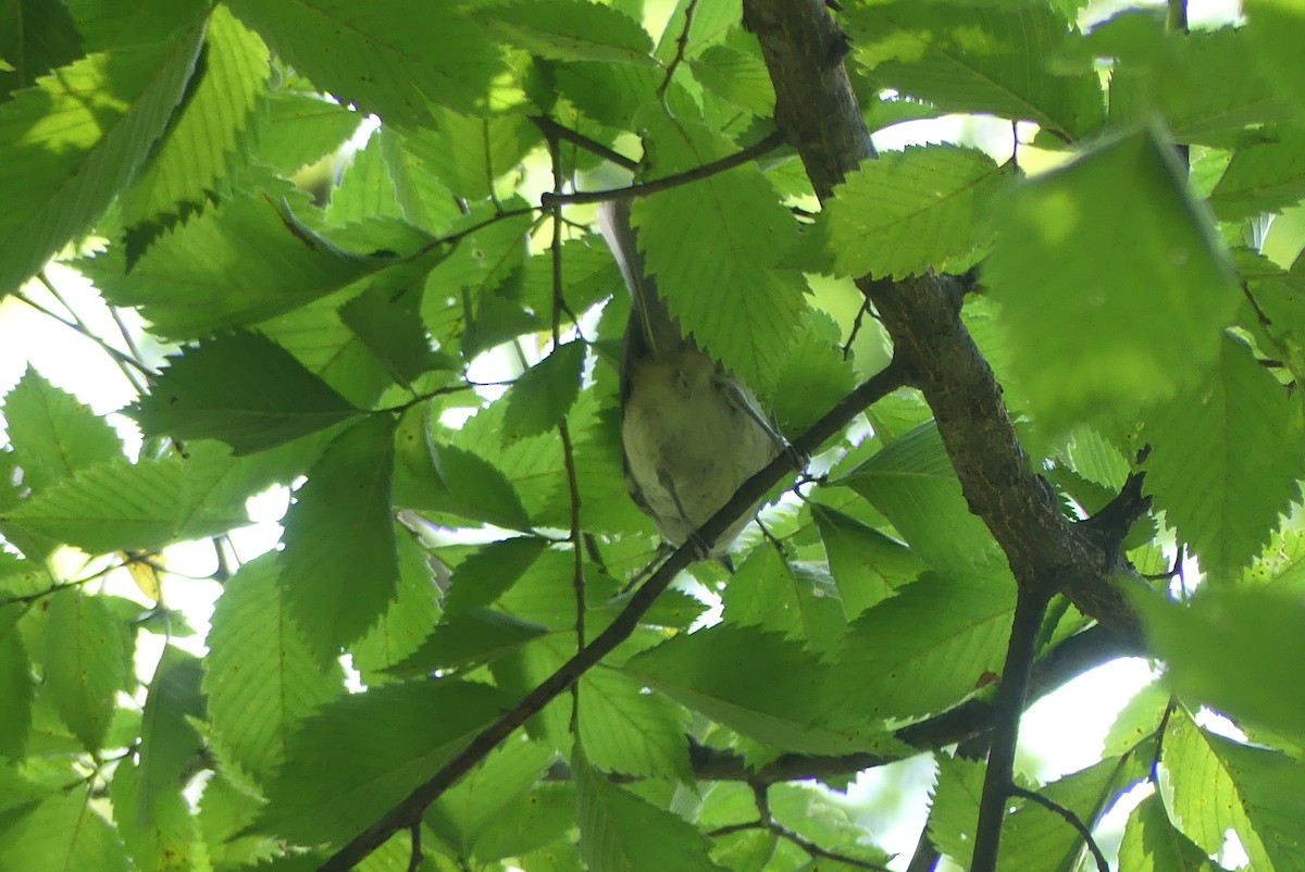 Tufted Titmouse - ML622140604