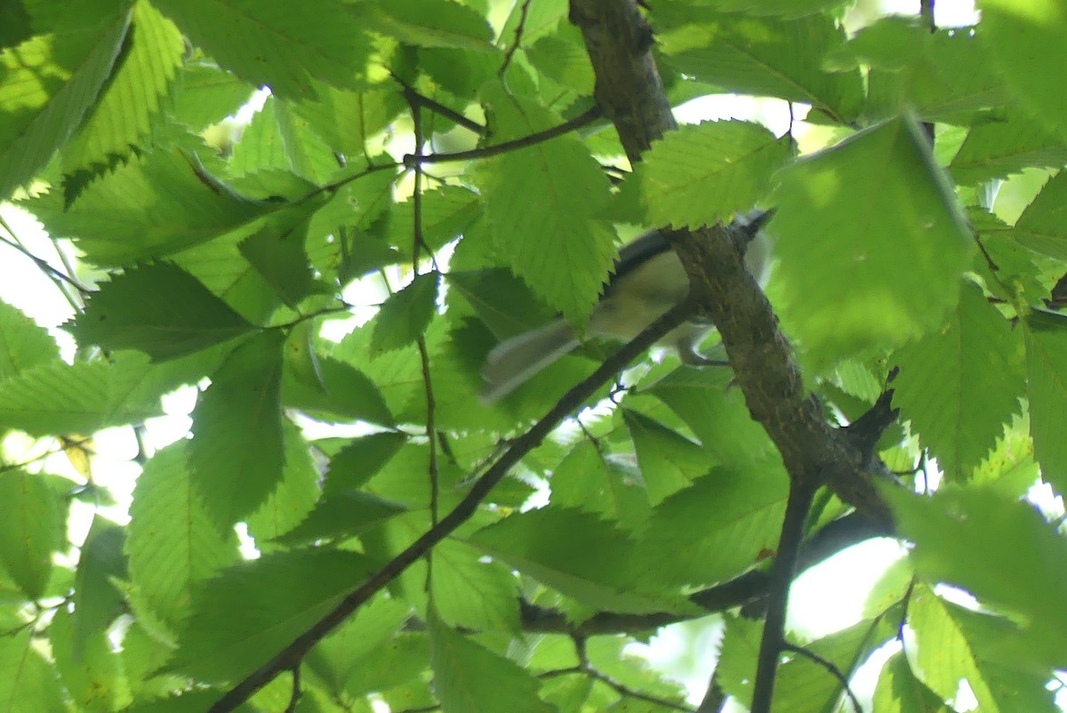 Tufted Titmouse - ML622140611