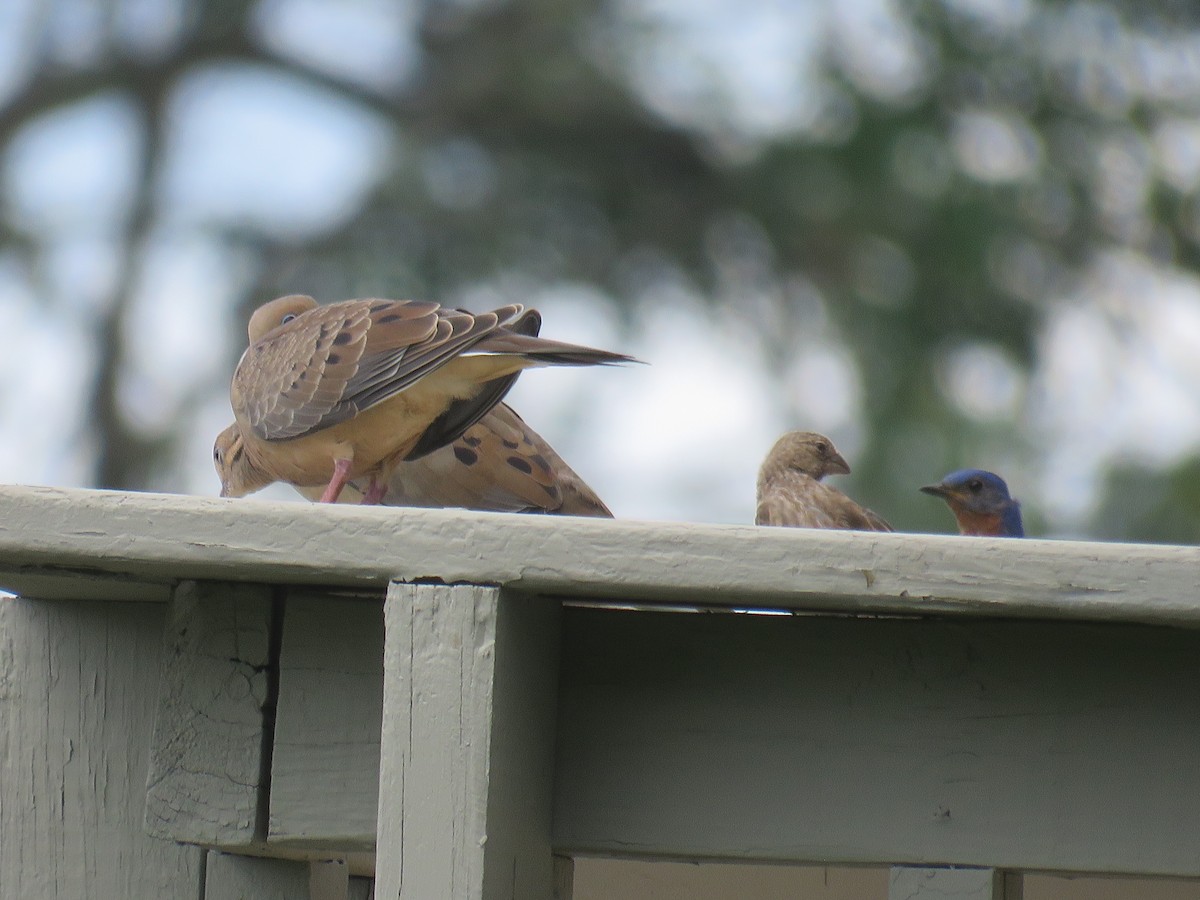 Eastern Bluebird - ML622140650