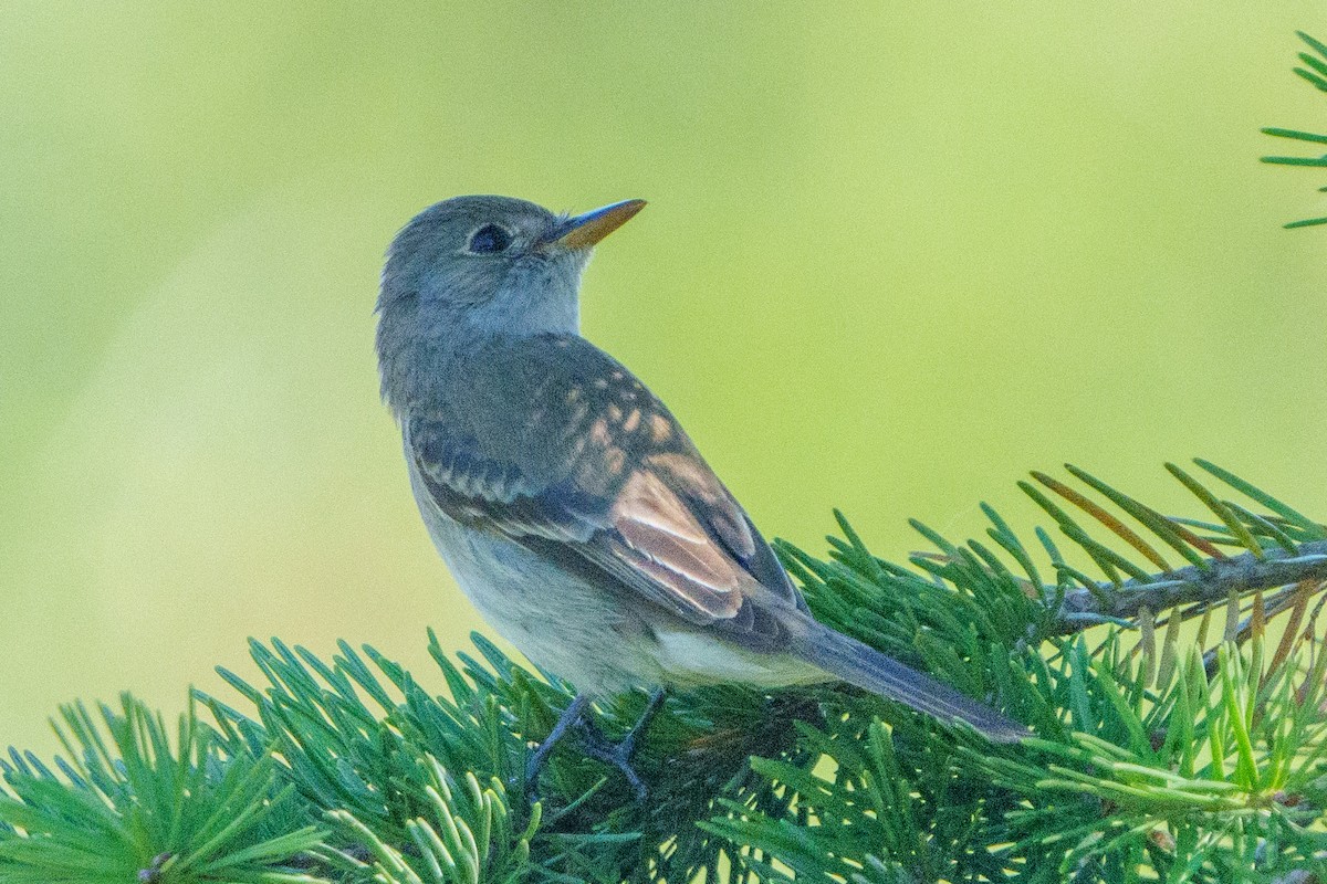 Empidonax sp. - ML622140660