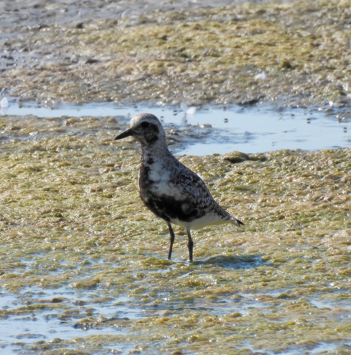 Black-bellied Plover - ML622140661