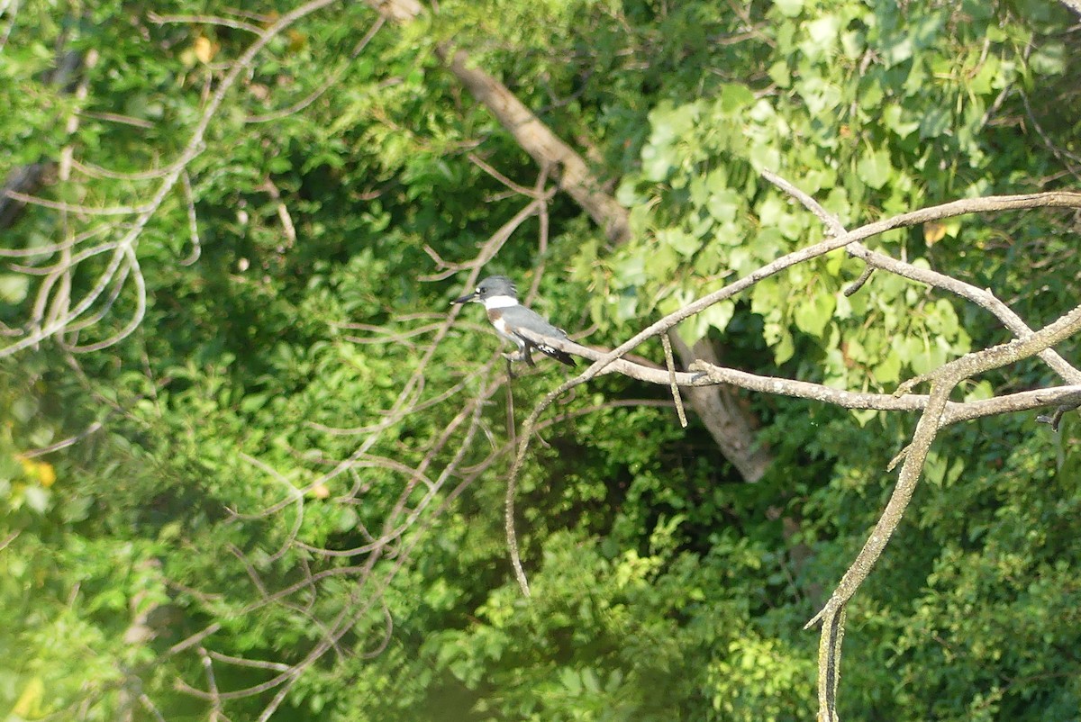 Belted Kingfisher - ML622140664