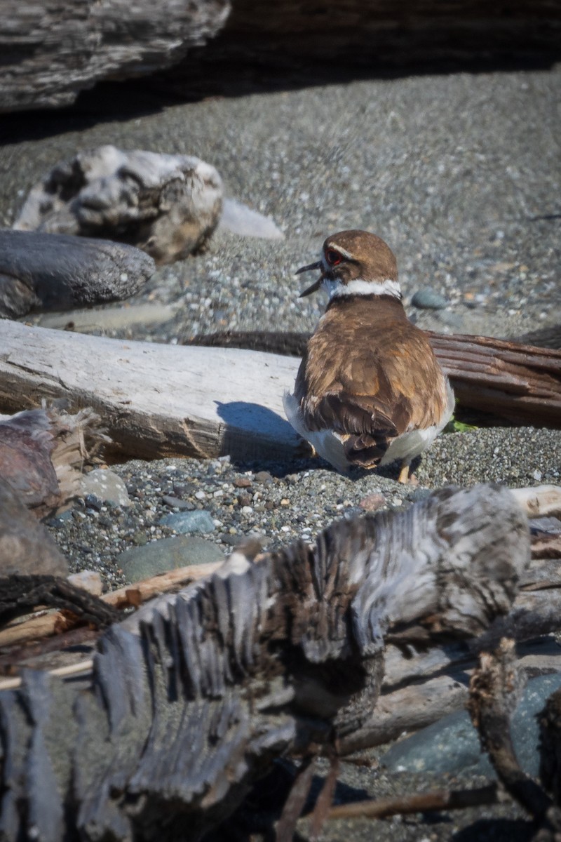 Killdeer - Jill Dale