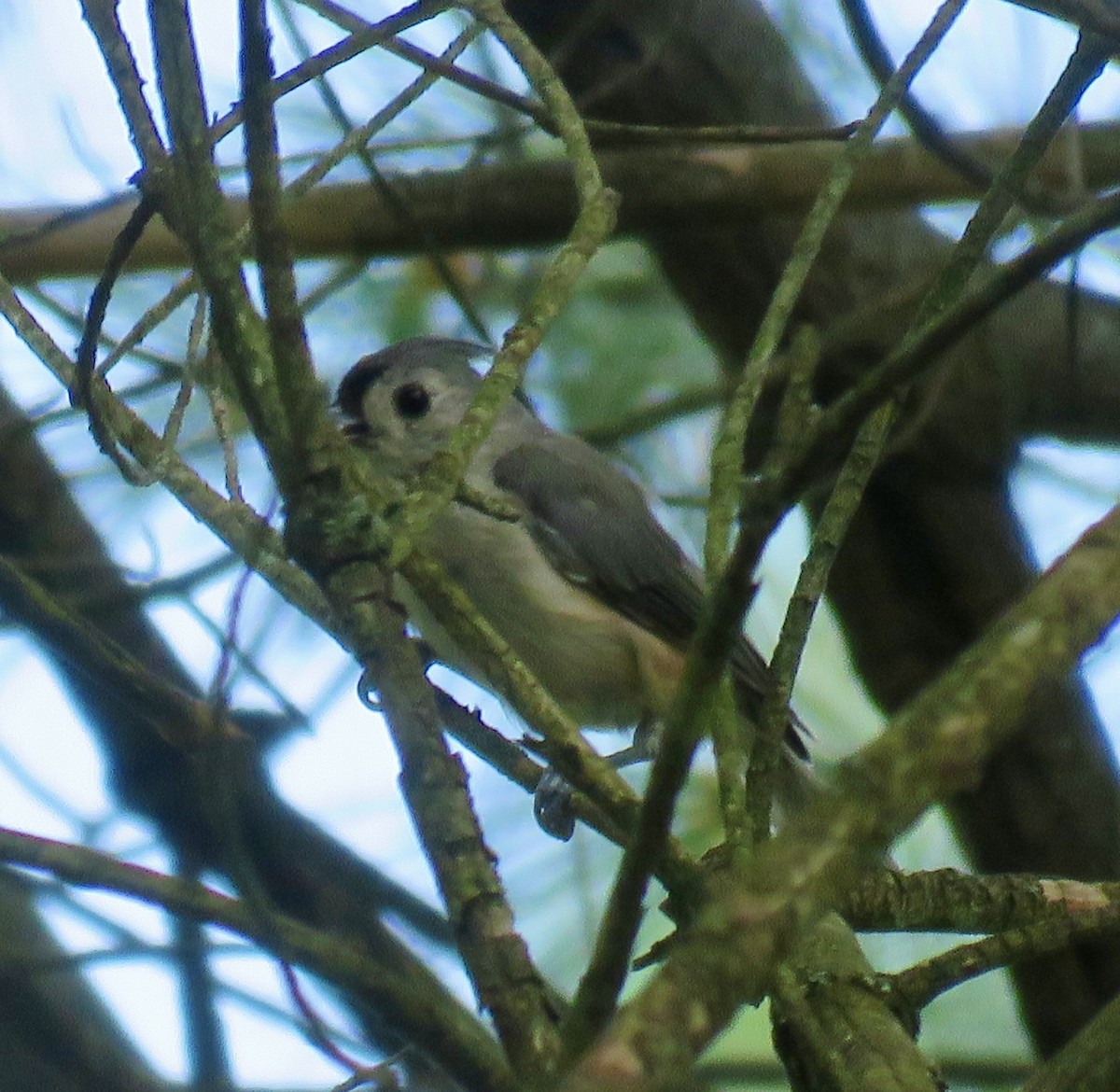 Tufted Titmouse - ML622140668