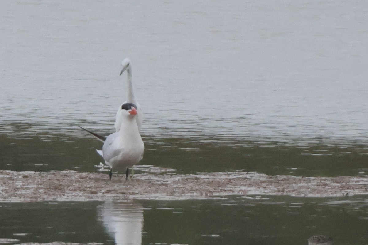 Caspian Tern - ML622140672