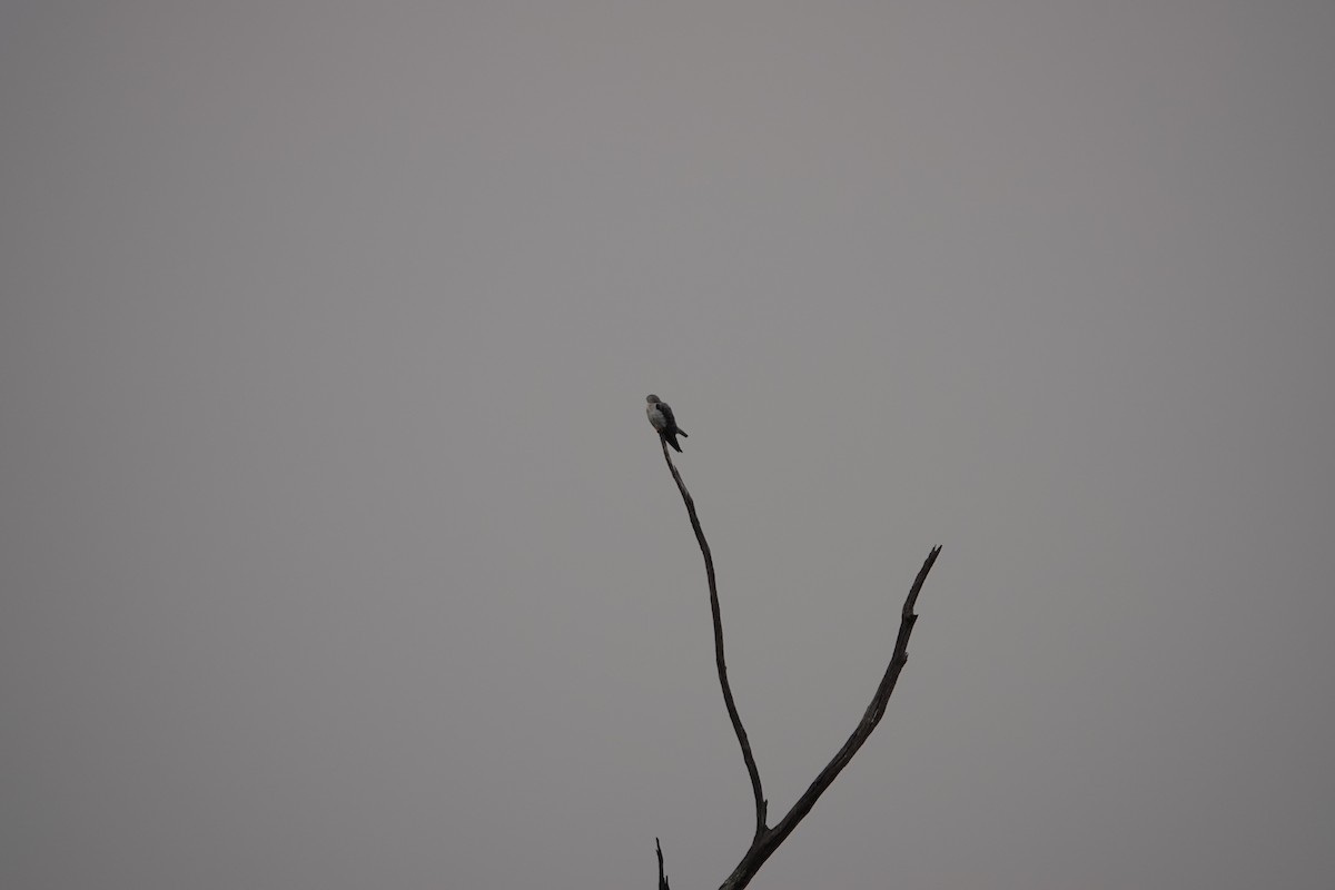 Black-winged Kite - Steven Nelson