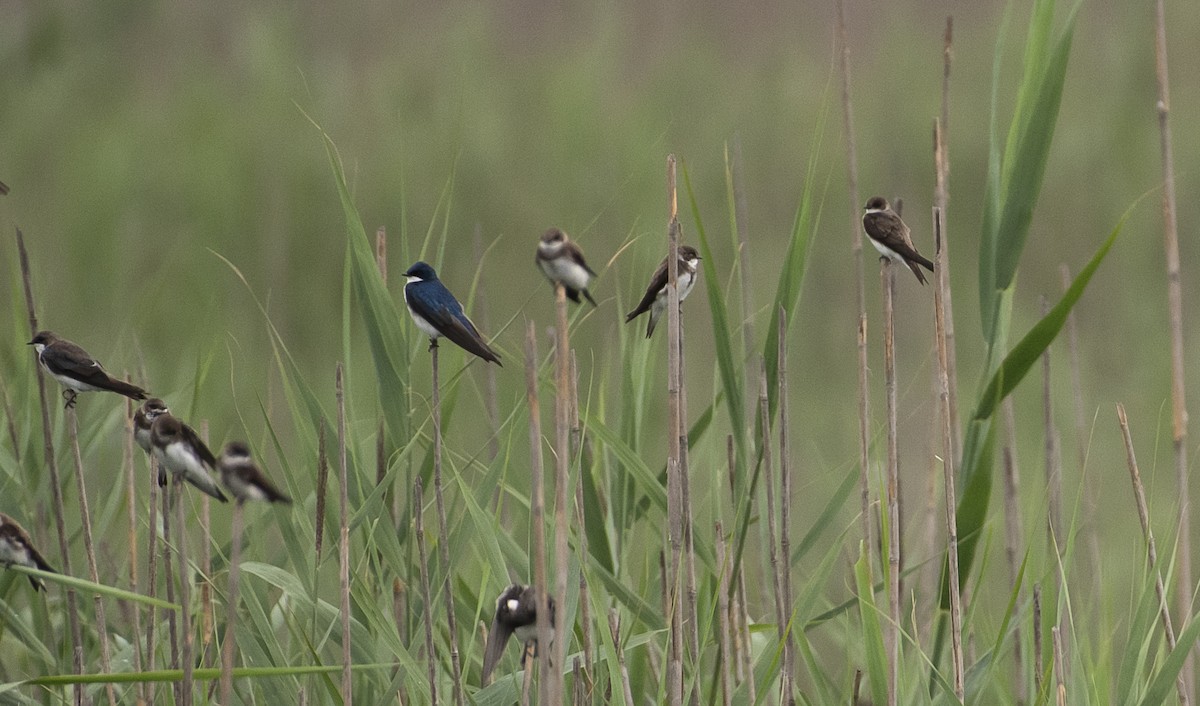 Tree Swallow - ML622140675